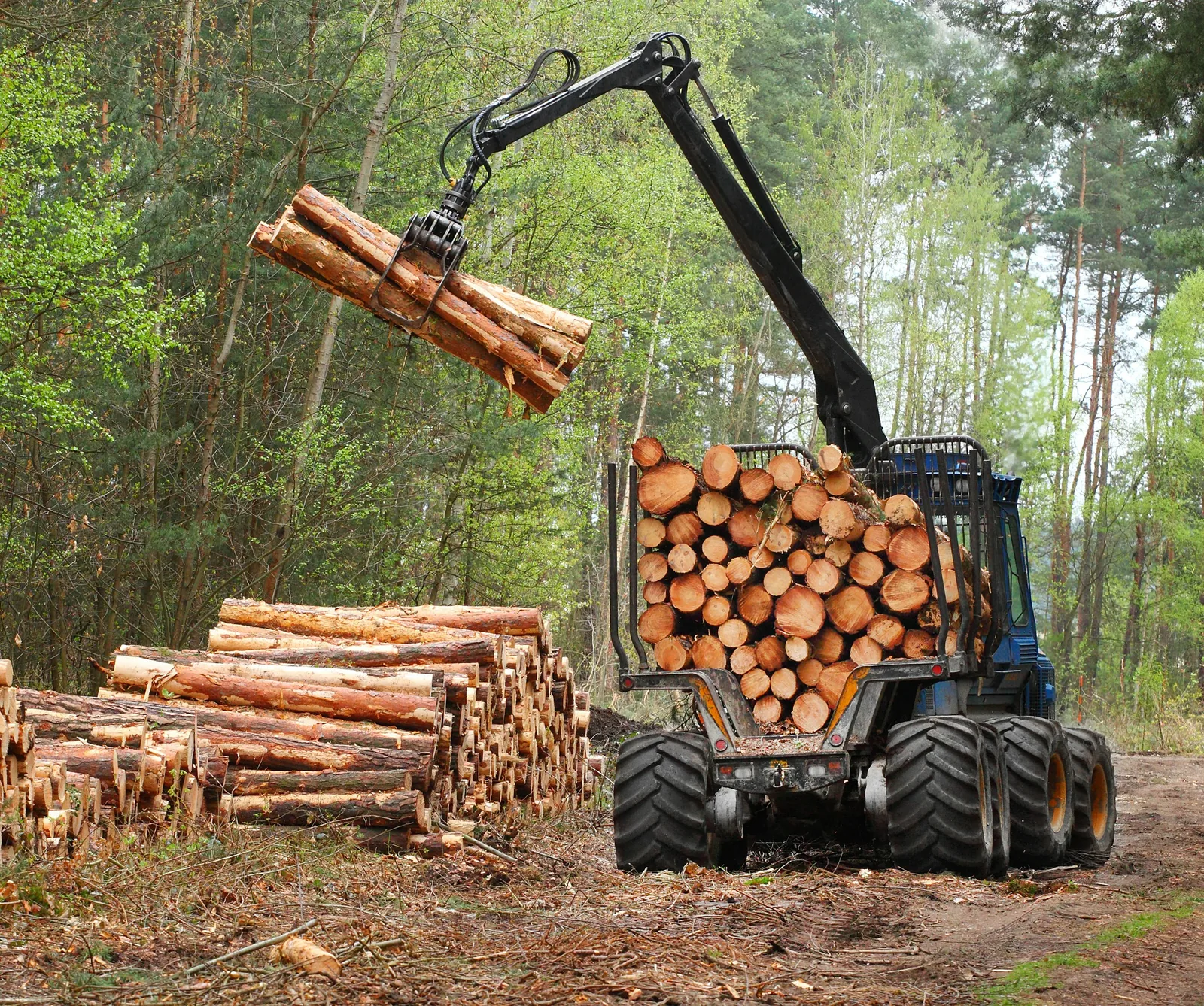 Forstmaschine verlädt Stammholz im Wald — markenübergreifendes Leasing besonderer Objekte